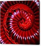 A Close Up To The Previous Millipede #1 Canvas Print