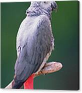 African Grey Parrot Psittacus Erithacus #1 Canvas Print