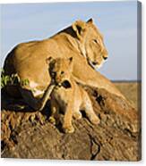 African Lion Panthera Leo Seven #1 Canvas Print