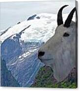 Alaska Mountain Goat #1 Canvas Print