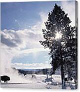 American Bison In Winter Yellowstone #1 Canvas Print
