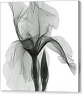 An X-ray Of An Iris Flower Canvas Print