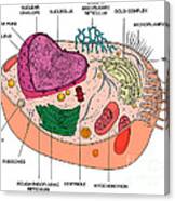Animal Cell Diagram #1 Canvas Print