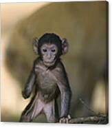 Barbary Macaque Macaca Sylvanus Infant #1 Canvas Print