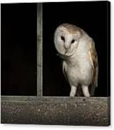 Barn Owl In Window #1 Canvas Print