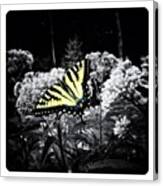 Beautiful Butterfly #1 Canvas Print