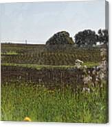 Beautiful California Vineyard Framed With Flowers #1 Canvas Print