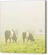 Belted Galloway Cows Grazing On Foggy Farm Field Maine #1 Canvas Print