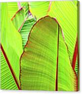 Bird Of Paradise #1 Canvas Print