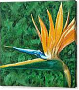 Bird Of Paradise #1 Canvas Print