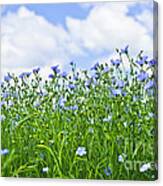 Blooming Flax Field 4 Canvas Print