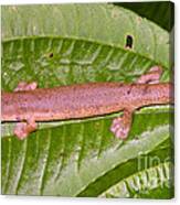 Bolitoglossine Salamander #1 Canvas Print