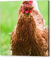 Brown Hen On A Lawn #1 Canvas Print