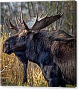 Bull Moose #2 Canvas Print