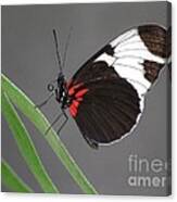 Butterfly  #1 Canvas Print