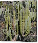 Cardon Pachycereus Pringlei Cacti #1 Canvas Print