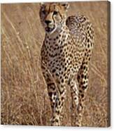 Cheetah Acinonyx Jubatus Portrait #1 Canvas Print