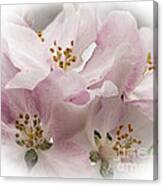 Crab Apple Blossoms #1 Canvas Print