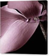 Cyclamen #1 Canvas Print