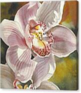 Cymbidium Orchids #1 Canvas Print