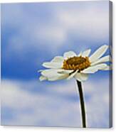 Daisy Daisy Canvas Print