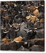 Domestic Cattle Bos Taurus Being Herded #1 Canvas Print