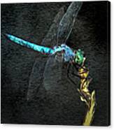 Dragonfly #1 Canvas Print