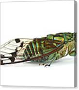 Emerald Cicada Barbilla Np Costa Rica #1 Canvas Print