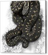 European Adder #1 Canvas Print