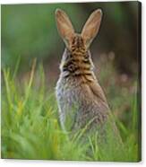 European Rabbit Oryctolagus Cuniculus #1 Canvas Print