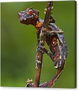 Fantastic Leaftail Gecko Madagascar #1 Canvas Print