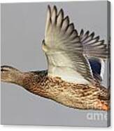 Female Mallard Duck In Flight #1 Canvas Print