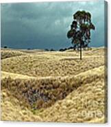 Field Of Saddle Road Dreams Canvas Print