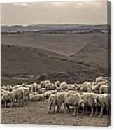 Flock Of Sheep #1 Canvas Print