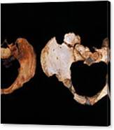 Fossilised Pelvis, Sima De Los Huesos #1 Canvas Print