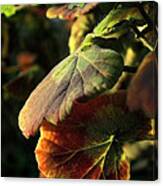 Geranium Leaves #1 Canvas Print