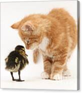 Ginger Kitten And Mallard Duckling #1 Canvas Print
