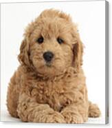 Goldendoodle Puppy #1 Canvas Print