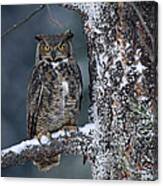 Great Horned Owl Perched In Tree Dusted #1 Canvas Print