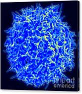 Healthy Human T Cell, Sem Canvas Print