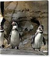 Humboldt Penguin #1 Canvas Print