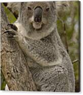 Koala Phascolarctos Cinereus Portrait #1 Canvas Print