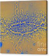 Lampbrush Chromosome #1 Canvas Print