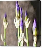 Lavender Iris Buds #1 Canvas Print