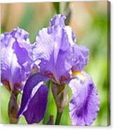 Lavender Iris I #1 Canvas Print