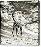 Male Giraffe #2 Canvas Print