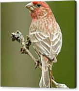 Male House Finch #1 Canvas Print