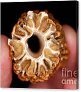 Morel Mushroom Cross Section #1 Canvas Print