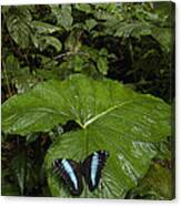 Morpho Butterfly Morpho Achilles #1 Canvas Print