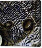 Mournful Owl Butterfly #1 Canvas Print